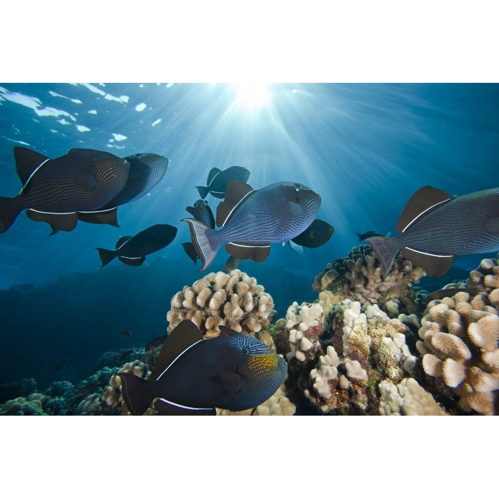 School of black triggerfish swimming over a large reef area in Hawaii. Poster Print by VWPics/Stocktrek Images Image 1