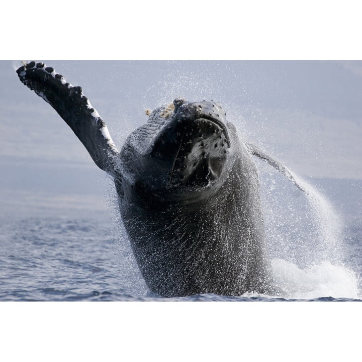 Breaching humpback whale Megaptera novaeangliae. Hawaii. Poster Print by VWPics/Stocktrek Images Image 1