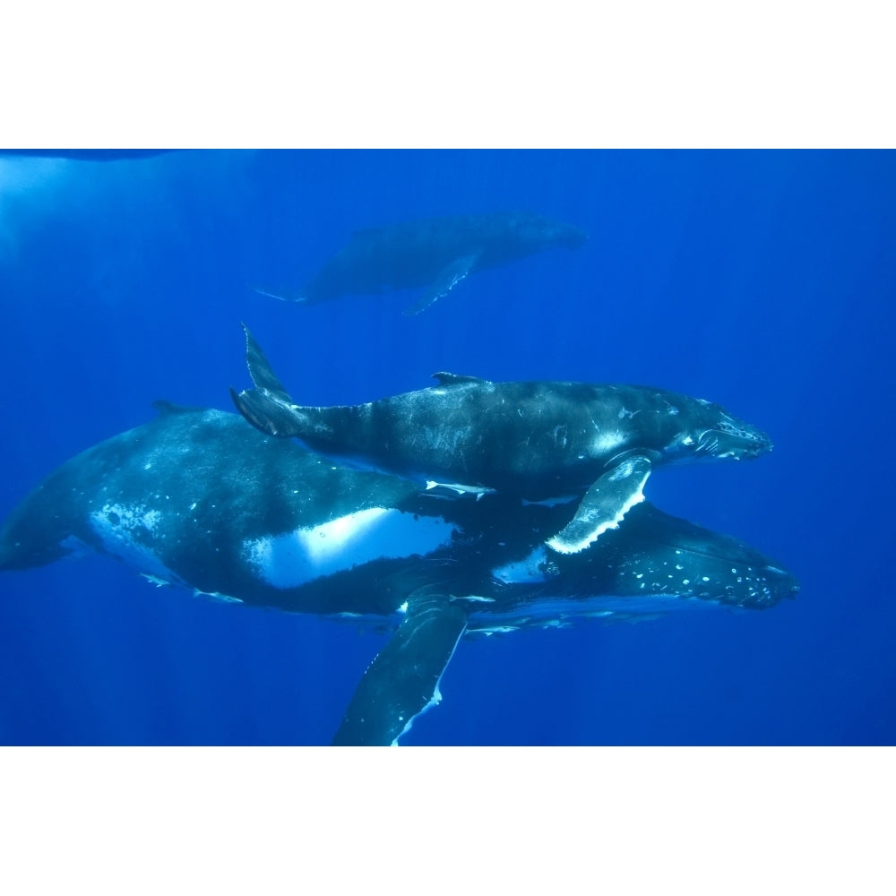 A humpback whale mother and calf. Poster Print by VWPics/Stocktrek Images Image 1