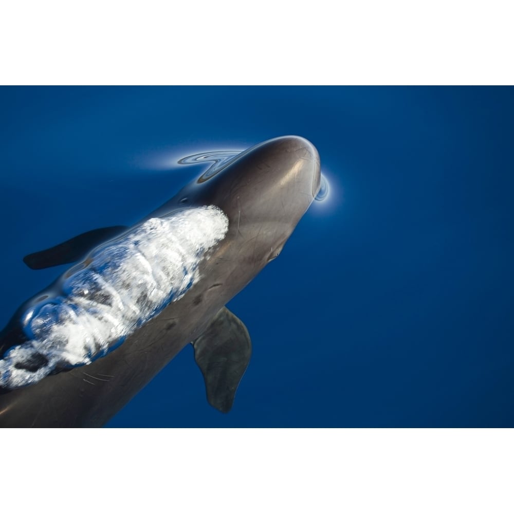 A false killer whale exhales as it breaks the surface off Maui Hawaii. Poster Print by VWPics/Stocktrek Images (17 x 11 Image 2