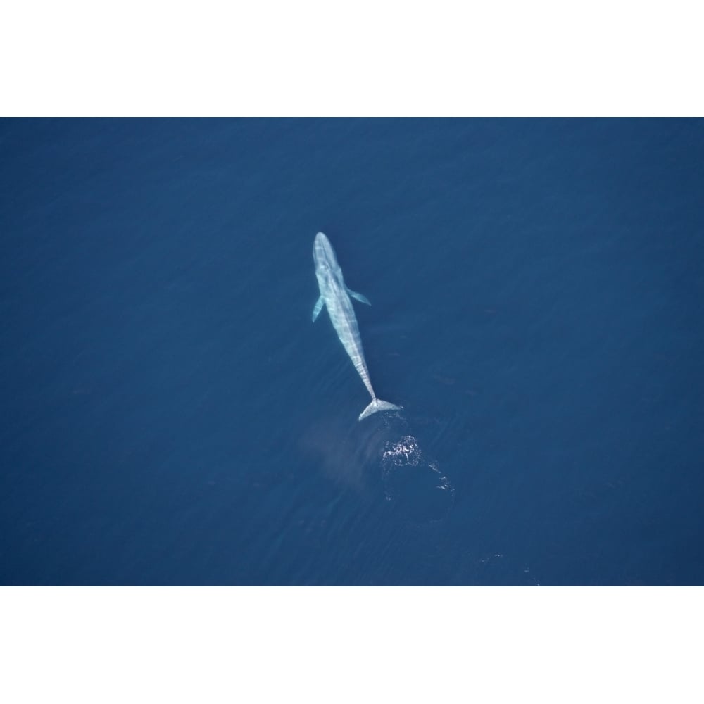 Aerial view of a blue whale in the Gulf of California Mexico. Poster Print by VWPics/Stocktrek Images Image 2