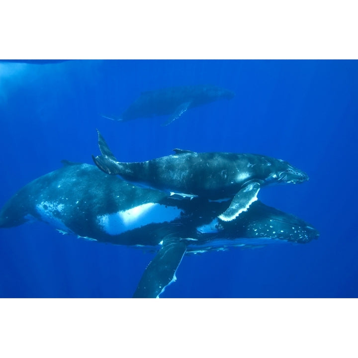 A humpback whale mother and calf. Poster Print by VWPics/Stocktrek Images Image 2