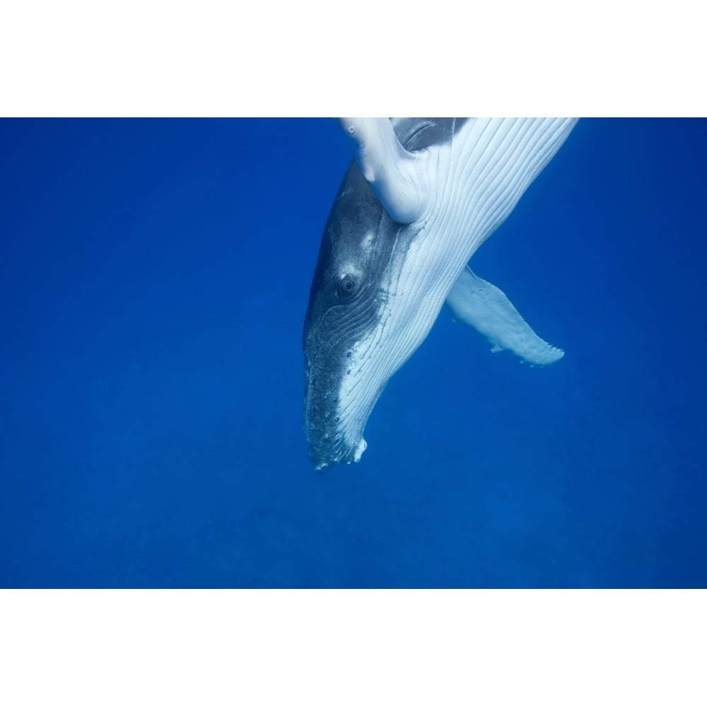 A diving humpback whale calf Vava_u Tonga South Pacific. Poster Print by VWPics/Stocktrek Images Image 2