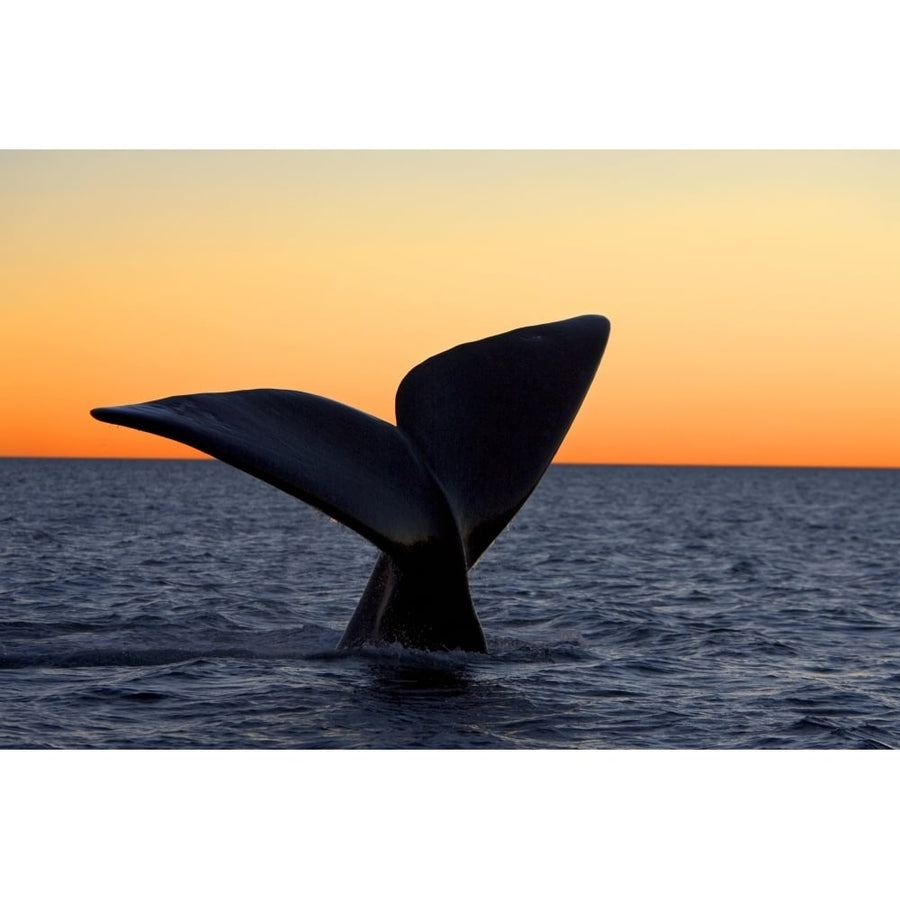 The tail fluke of a southern right whale at sunset Argentina. Poster Print by VWPics/Stocktrek Images Image 1