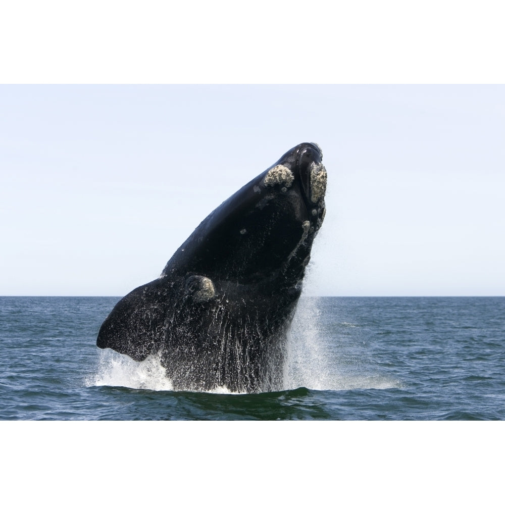 An adult southern right whale breaching the waters off Argentina. Poster Print by VWPics/Stocktrek Images Image 1