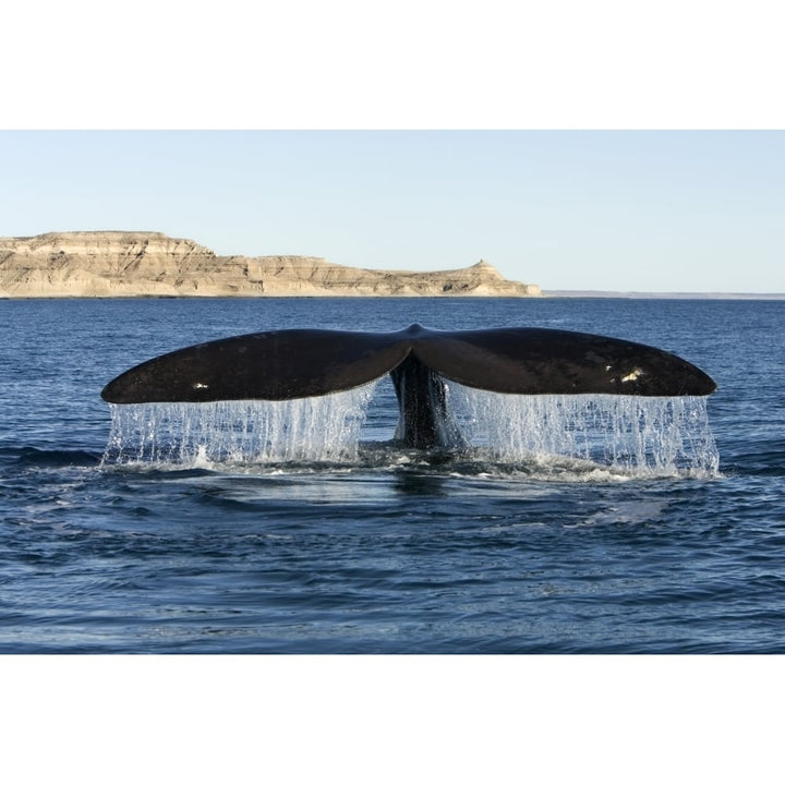 Tail fluke of a southern right whale Argentina. Poster Print by VWPics/Stocktrek Images Image 1