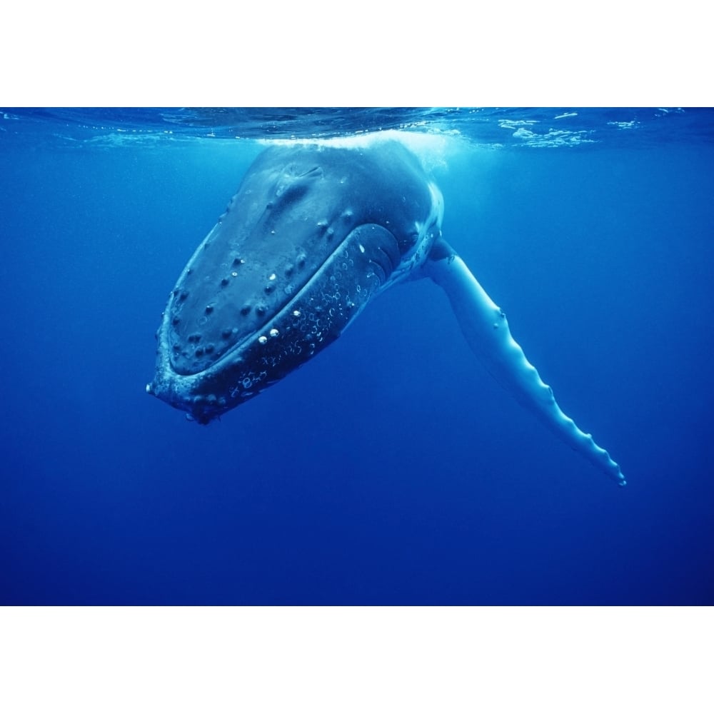 Humpback whale Tonga Islands South Pacific. Poster Print by VWPics/Stocktrek Images Image 2