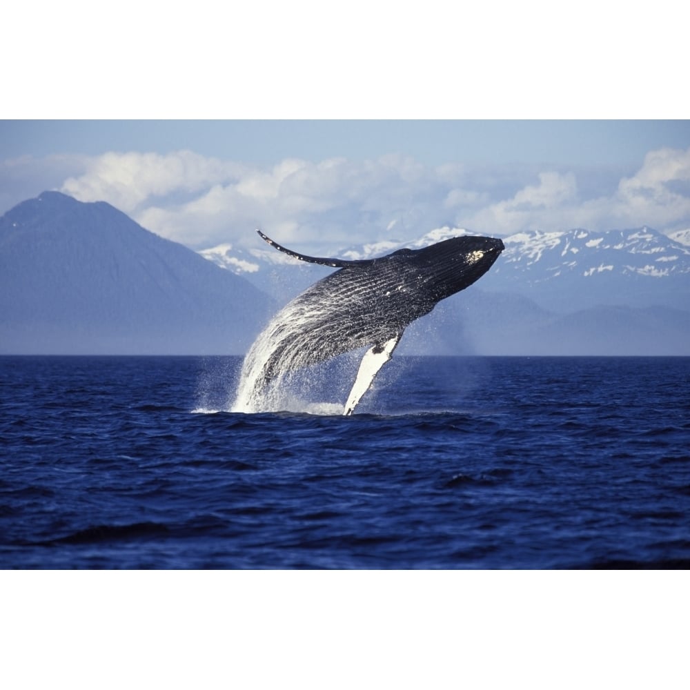 Humpback whale breaching the Inside Passage Southeast Alaska. Poster Print by VWPics/Stocktrek Images Image 2