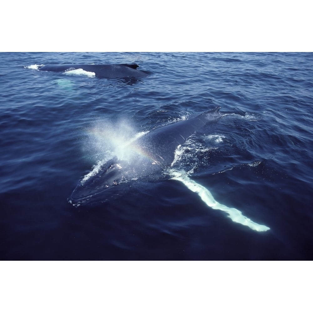 Humpback whale resting in the Gulf of Maine Atlantic Ocean. Poster Print by VWPics/Stocktrek Images Image 1