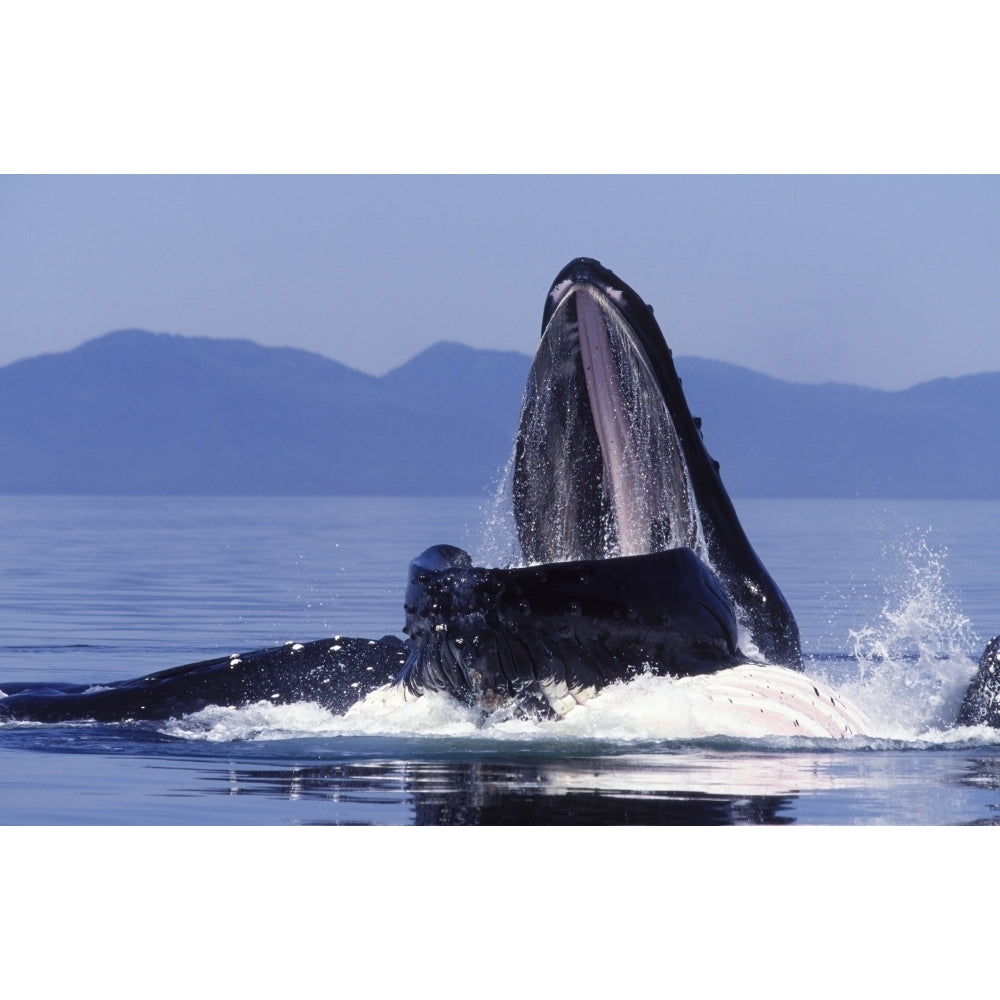 A humpback whale feeding from a bubble net in Southeast Alaska. Poster Print by VWPics/Stocktrek Images Image 2