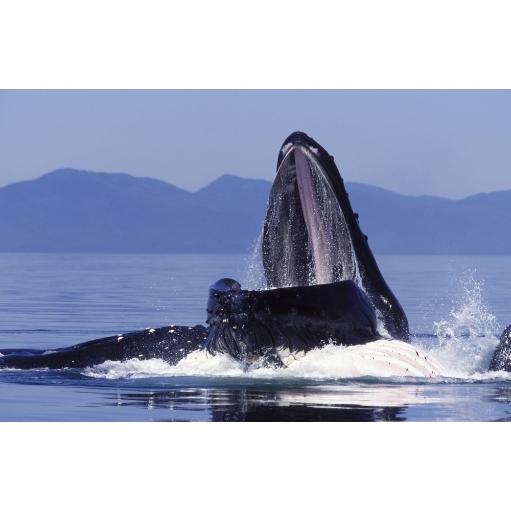 A humpback whale feeding from a bubble net in Southeast Alaska. Poster Print by VWPics/Stocktrek Images Image 1