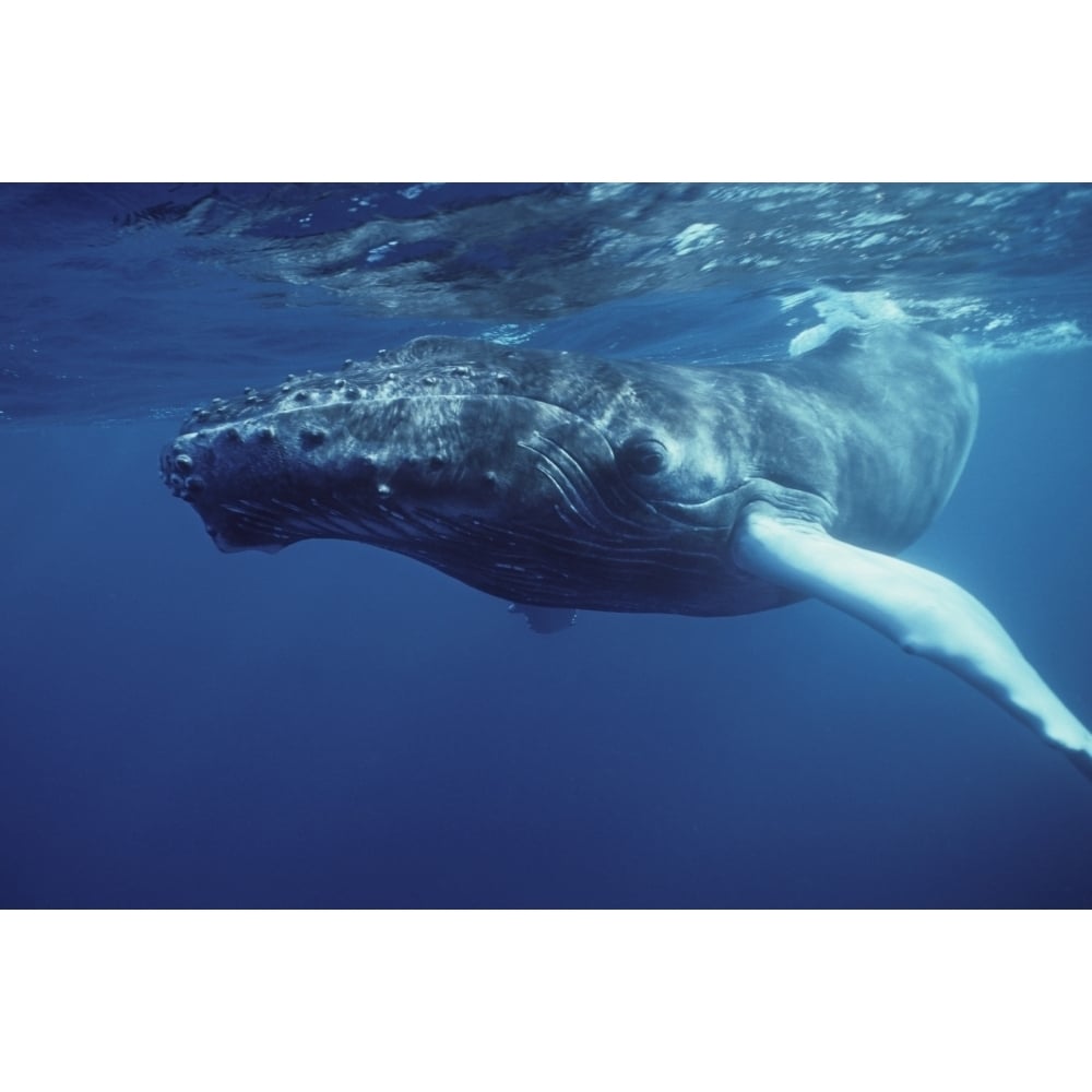 Humpback whale calf Silver Bank Dominican Republic. Poster Print by VWPics/Stocktrek Images Image 2