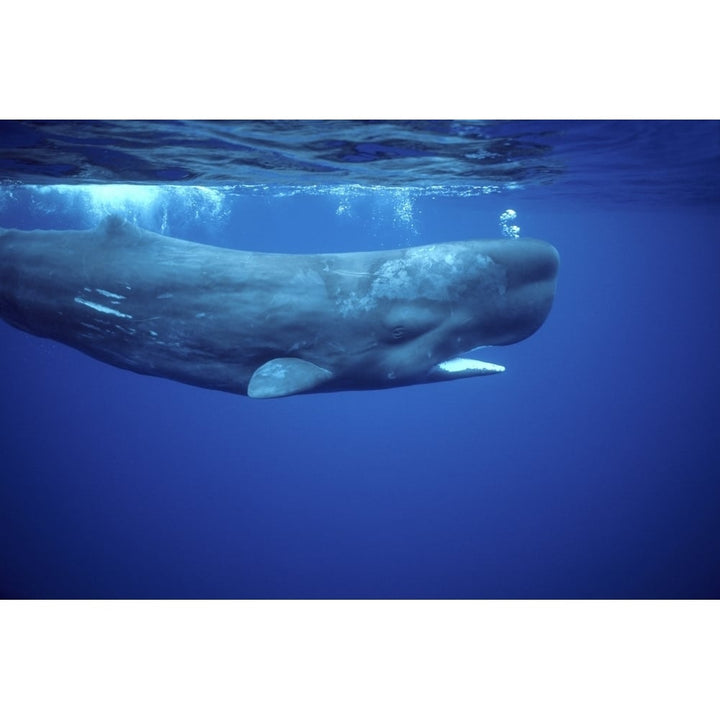 Sperm whale photographed off the Azores Islands Atlantic Ocean. Poster Print by VWPics/Stocktrek Images Image 2