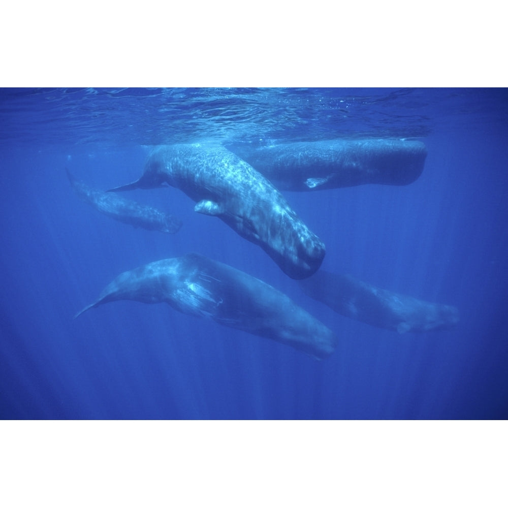 A group of sperm whale swimming near the Azores Islands Atlantic Ocean. Poster Print by VWPics/Stocktrek Images Image 1