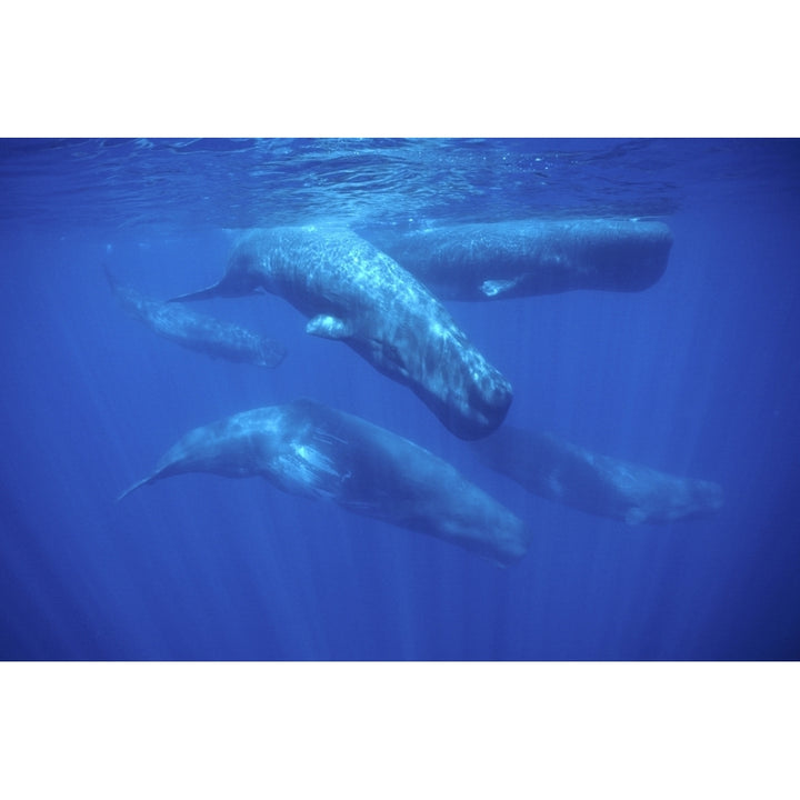 A group of sperm whale swimming near the Azores Islands Atlantic Ocean. Poster Print by VWPics/Stocktrek Images Image 2