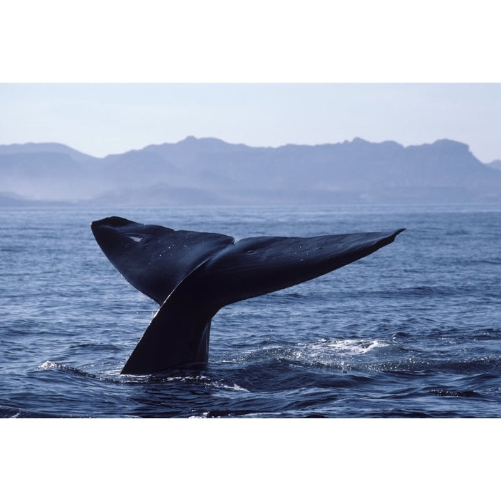 Tail fluke of a blue whale breaching the surface in the Gulf of California Mexico Poster Print by VWPics/Stocktrek Imag Image 1