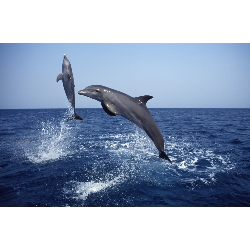 Bottlenose dolphin in the Carribean off Roatan Island Honduras. Poster Print by VWPics/Stocktrek Images Image 1