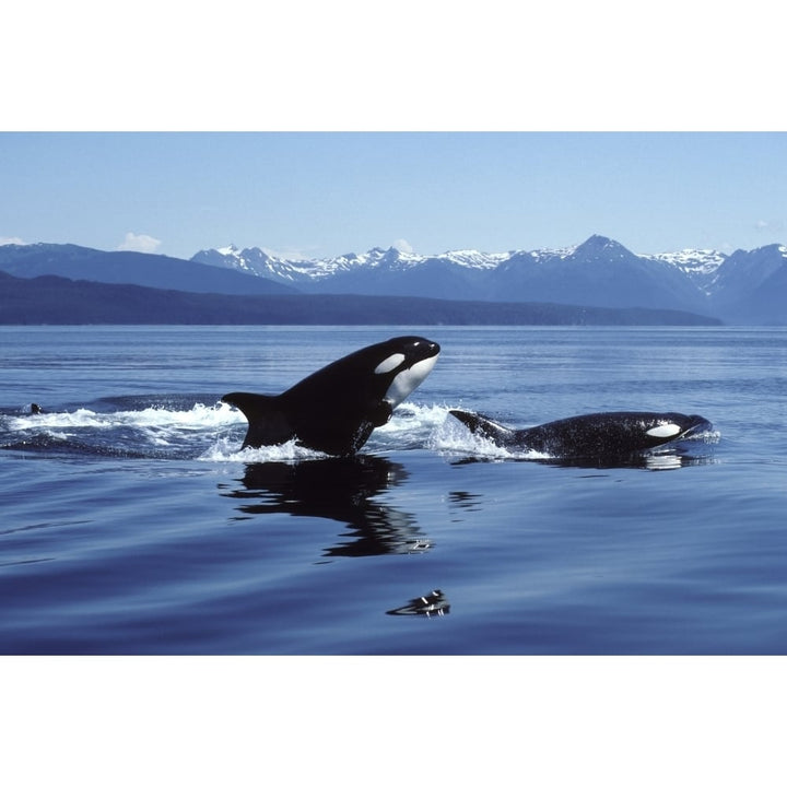 Killer whales breaching in Icy Strait Southeast Alaska. Poster Print by VWPics/Stocktrek Images Image 2