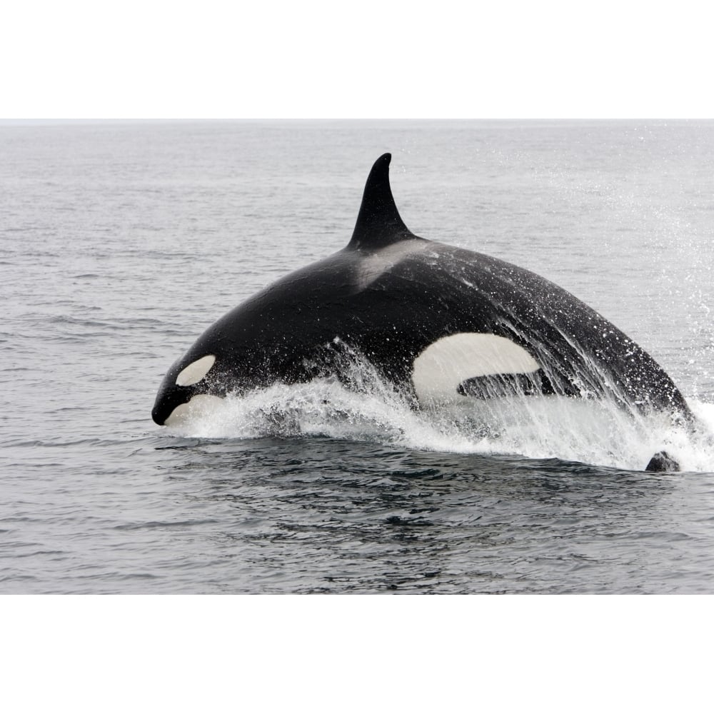 A transient killer whale leaping forwardin Monterey Bay Pacific Ocean California. Poster Print by VWPics/Stocktrek Ima Image 1