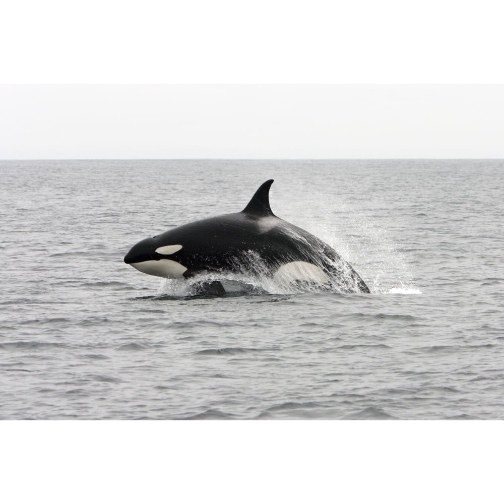 A transient killer whale leaping forwardin Monterey Bay Pacific Ocean California. Poster Print by VWPics/Stocktrek Ima Image 1