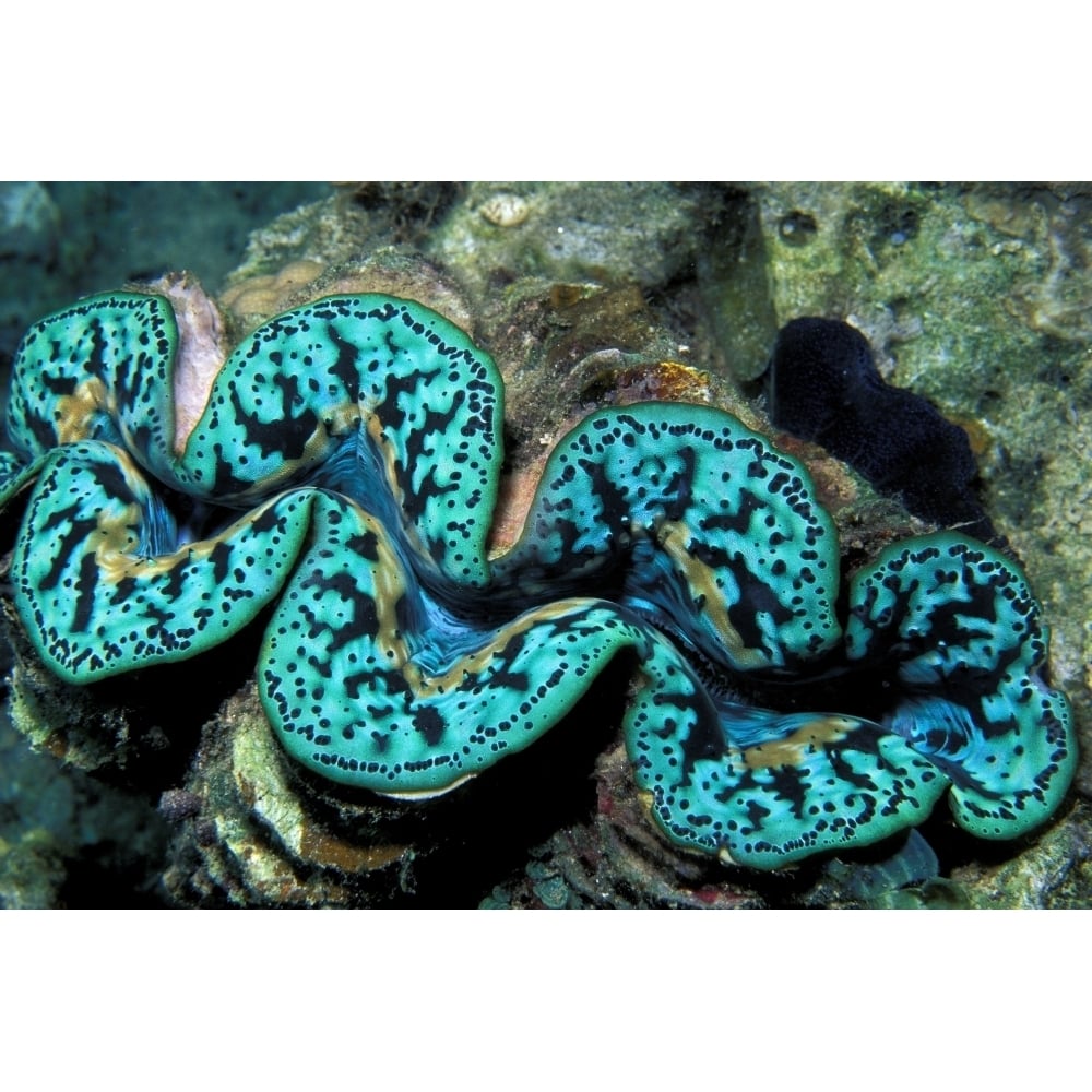 Giant clam Tridachna sp. Fiji Pacific Ocean. Poster Print by VWPics/Stocktrek Images Image 1