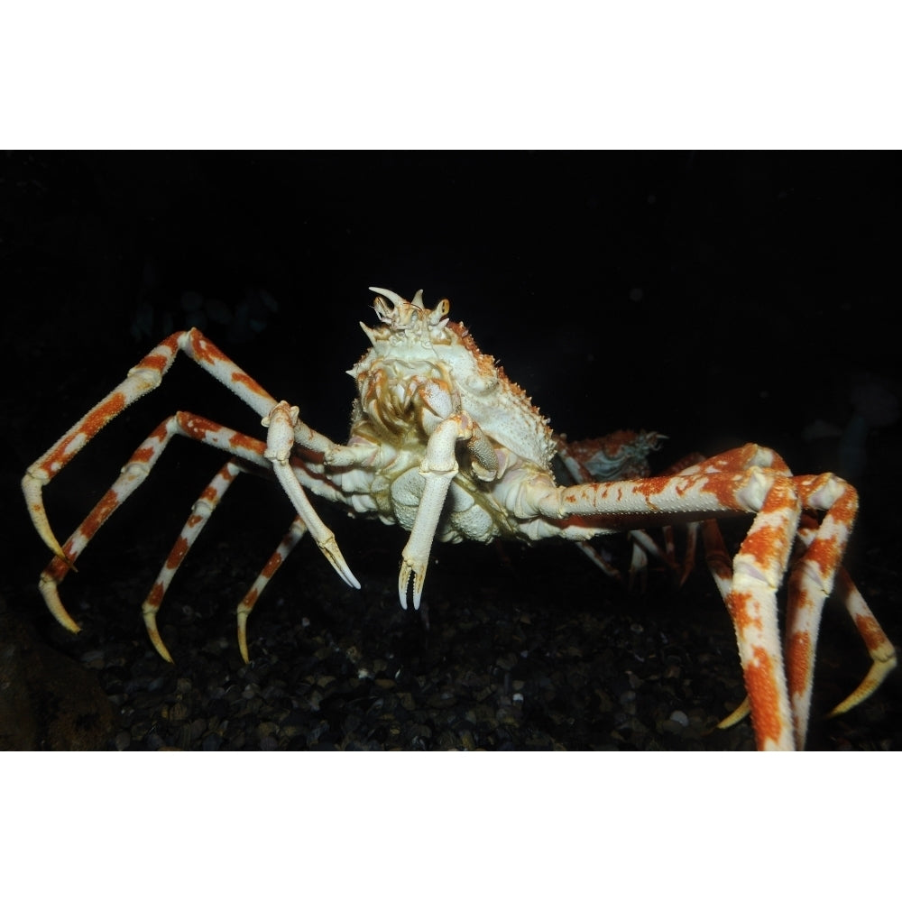 Japanese spider crab . Poster Print by VWPics/Stocktrek Images Image 2