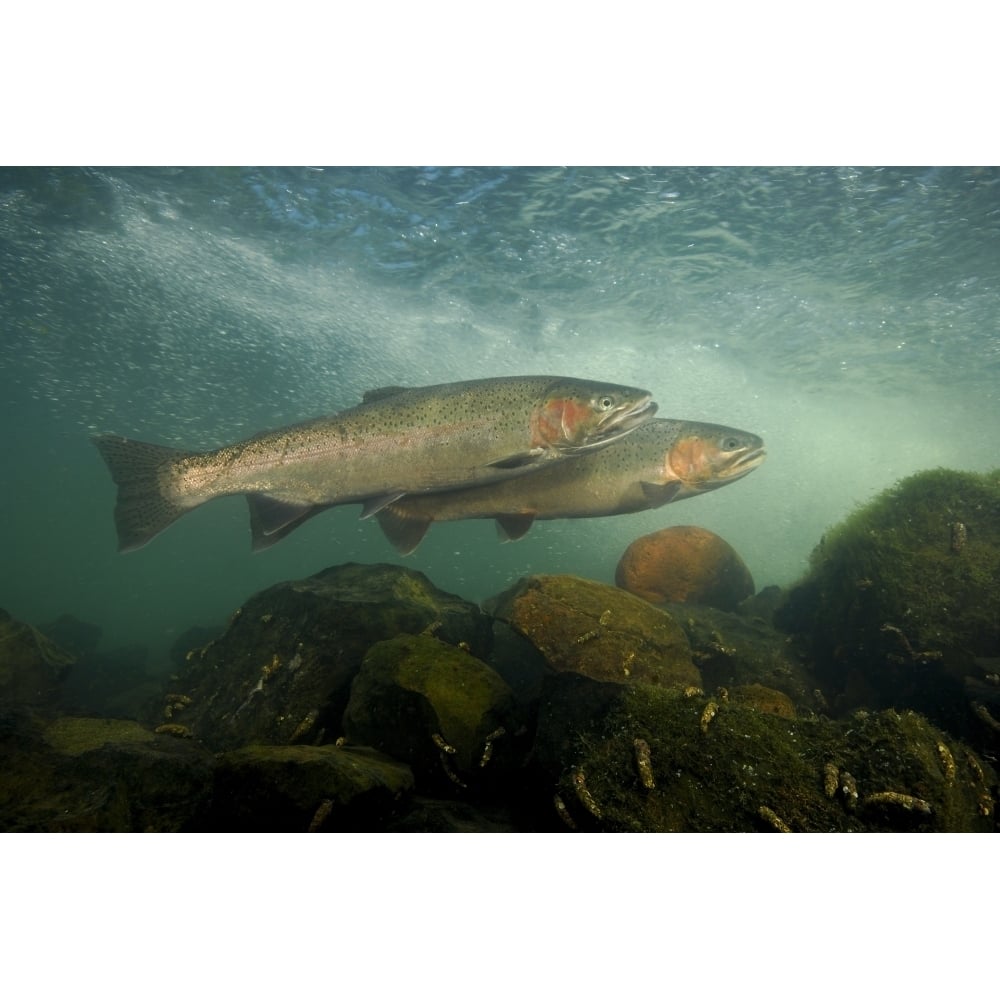 Steelhead Rogue River Oregon. Poster Print by VWPics/Stocktrek Images Image 2