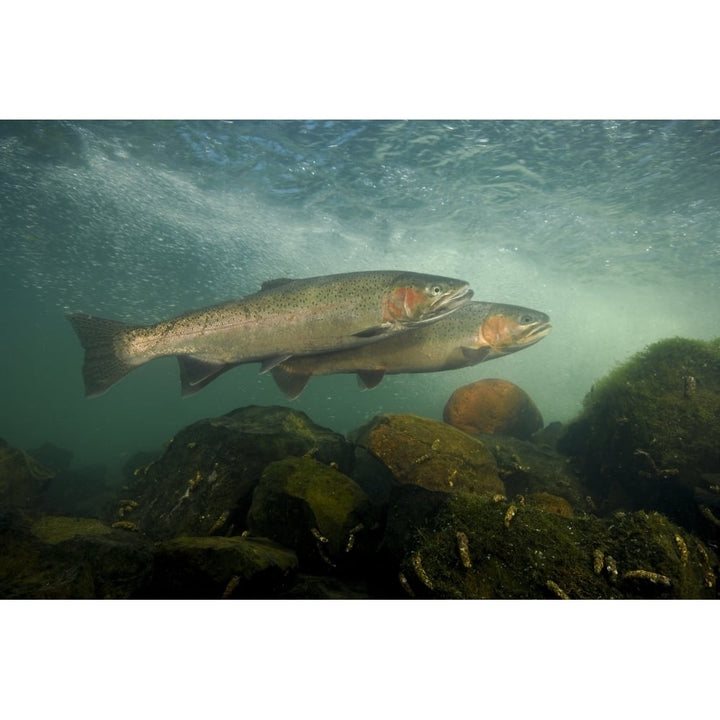 Steelhead Rogue River Oregon. Poster Print by VWPics/Stocktrek Images Image 1