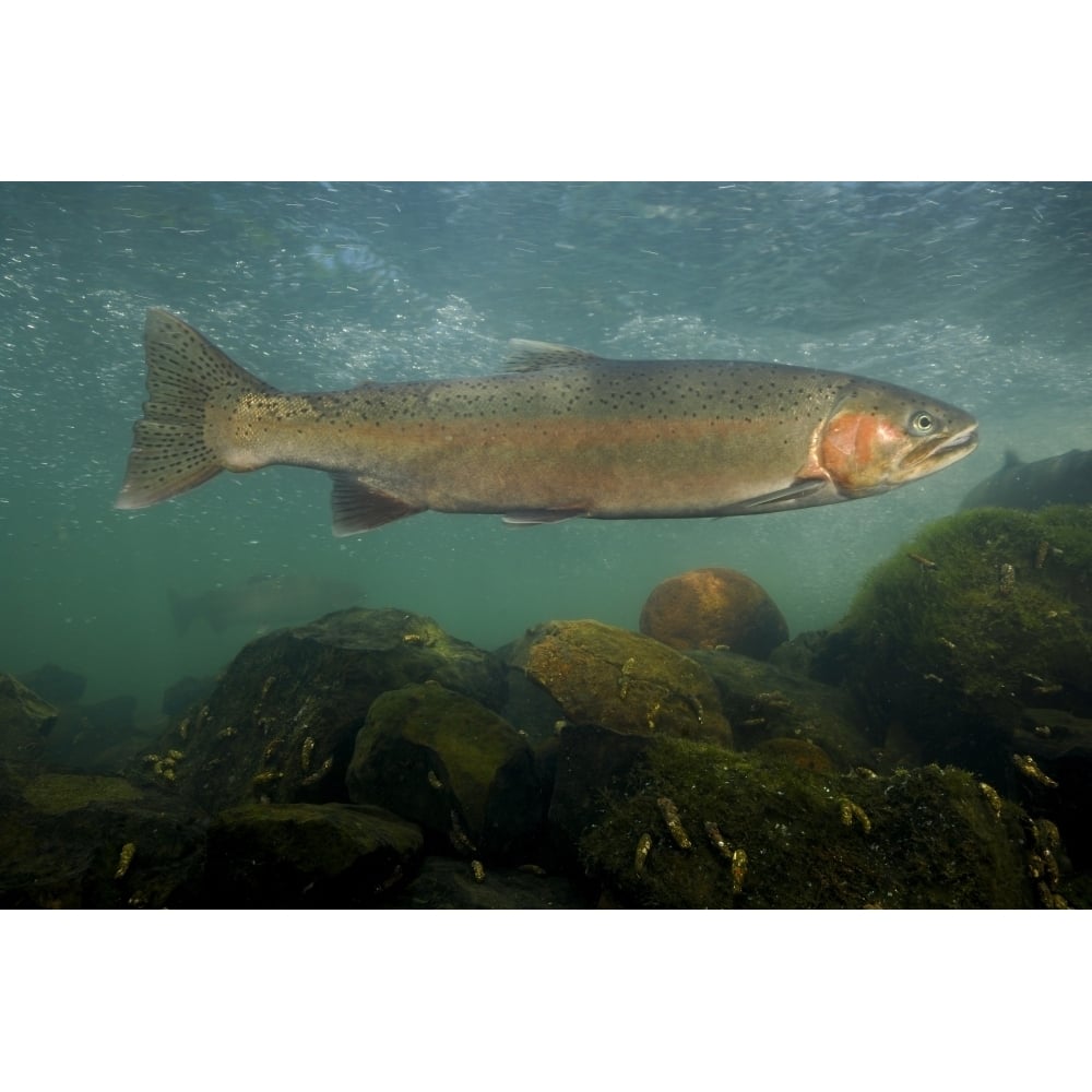 Steelhead trout Rogue River Oregon. Poster Print by VWPics/Stocktrek Images Image 2