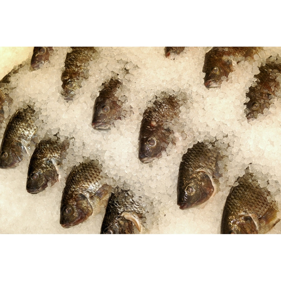 Tilapia on ice at a seafood market. Poster Print by VWPics/Stocktrek Images Image 1