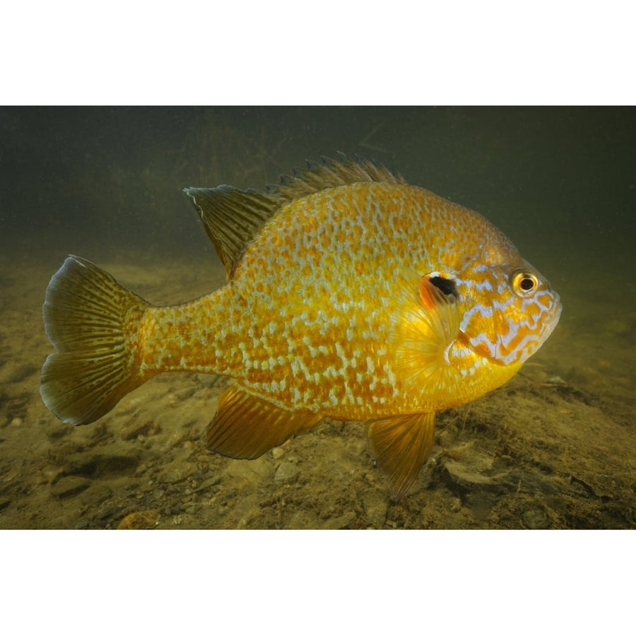 Pumpkinseed freshwater fish Vermont. Poster Print by VWPics/Stocktrek Images Image 1