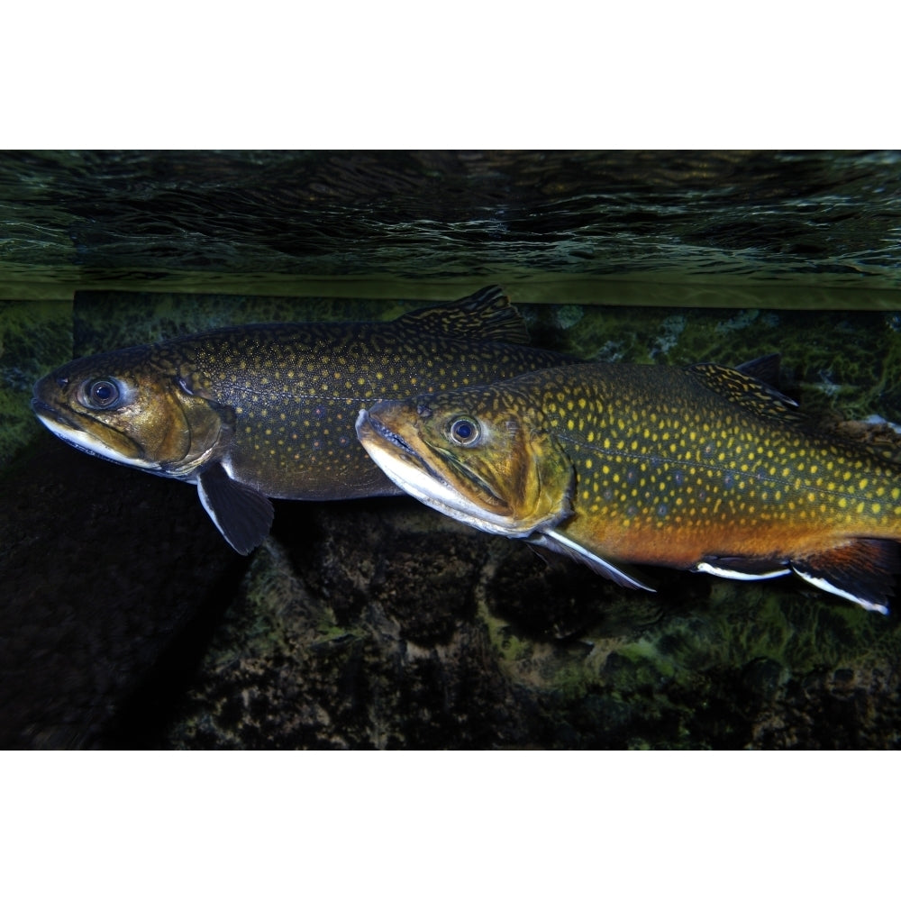 Brook trout . Poster Print by VWPics/Stocktrek Images Image 2