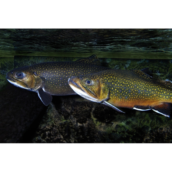 Brook trout . Poster Print by VWPics/Stocktrek Images Image 2