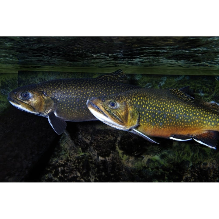 Brook trout . Poster Print by VWPics/Stocktrek Images Image 1