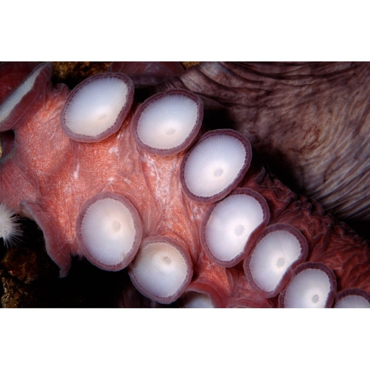 Giant Pacific octopus British Columbia Pacific Ocean. Poster Print by VWPics/Stocktrek Images Image 1