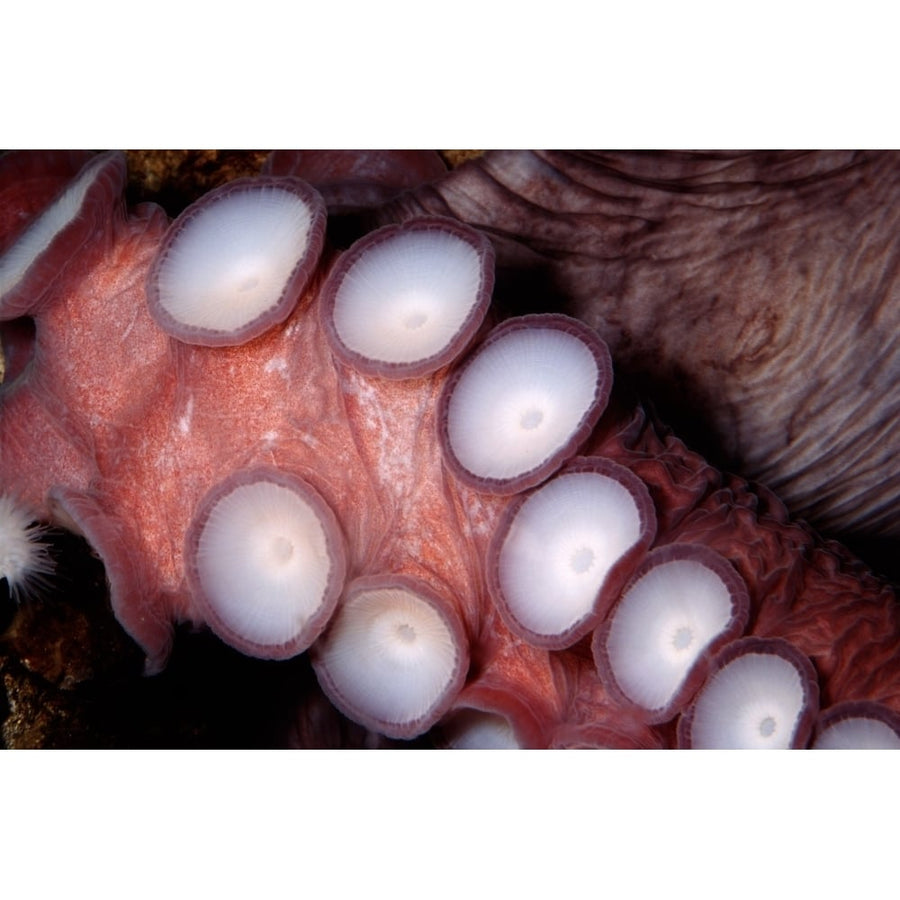 Giant Pacific octopus British Columbia Pacific Ocean. Poster Print by VWPics/Stocktrek Images Image 1