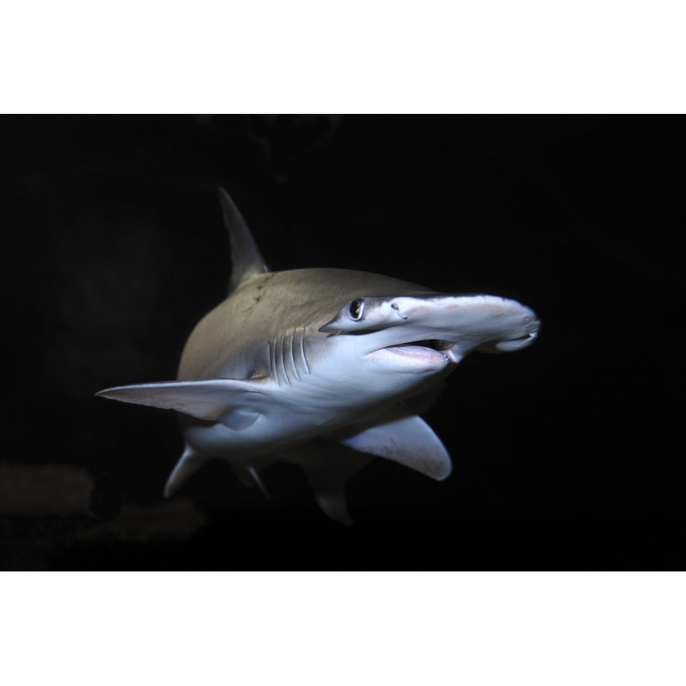 Bonnethead shark . Poster Print by VWPics/Stocktrek Images Image 1