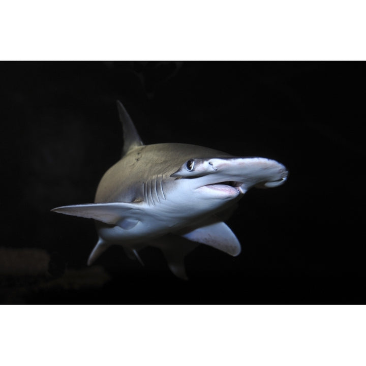 Bonnethead shark . Poster Print by VWPics/Stocktrek Images Image 1