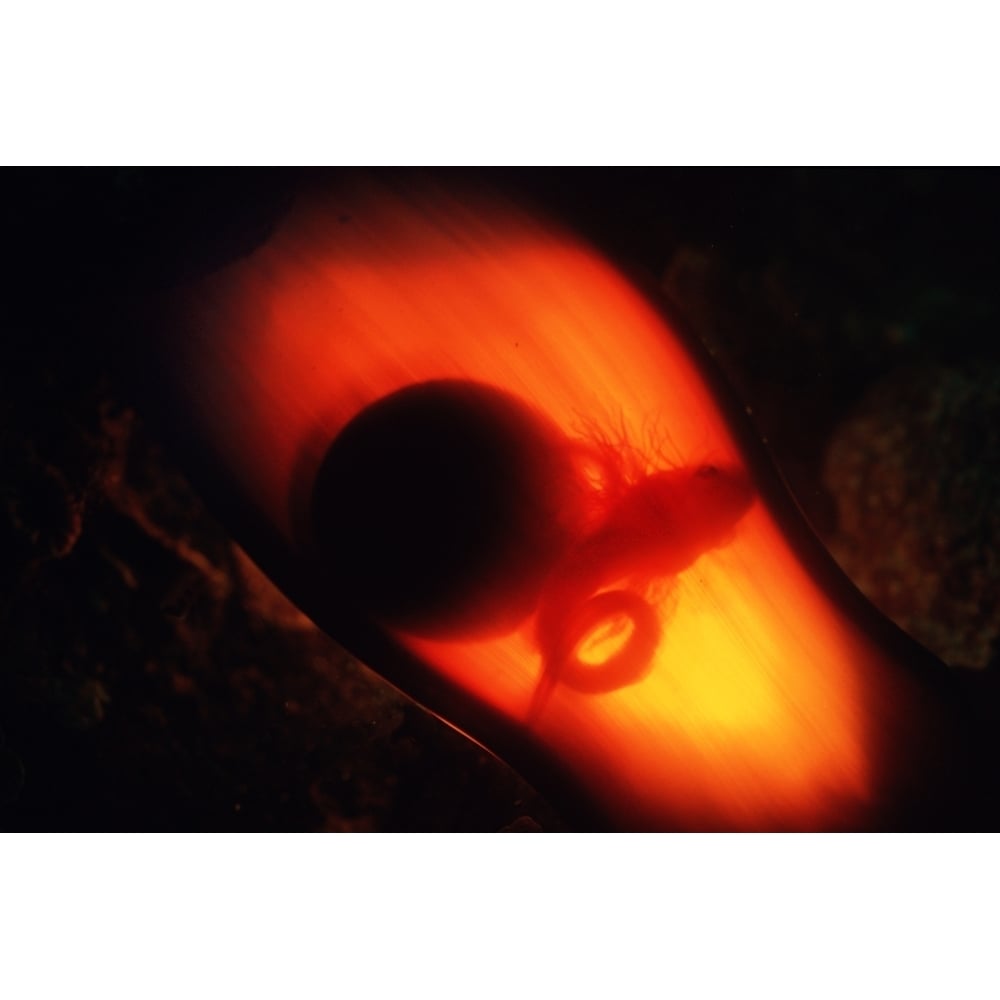 An unhatched juvenile swell shark can be seen in its egg case. Poster Print by VWPics/Stocktrek Images Image 1