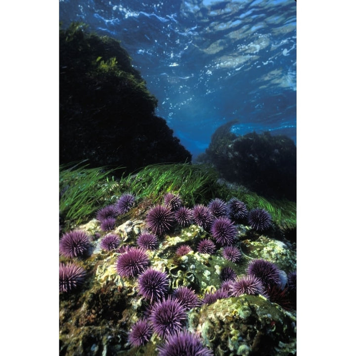 Purple sea urchin California Pacific Ocean. Poster Print by VWPics/Stocktrek Images Image 1