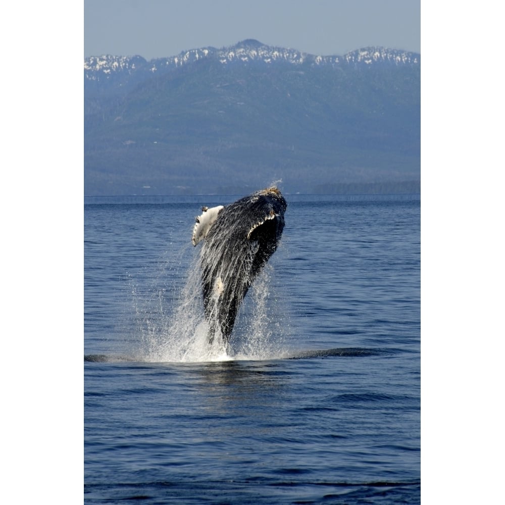 Humpback whale Clarence Strait Alaska Pacific Ocean. Poster Print by VWPics/Stocktrek Images Image 1