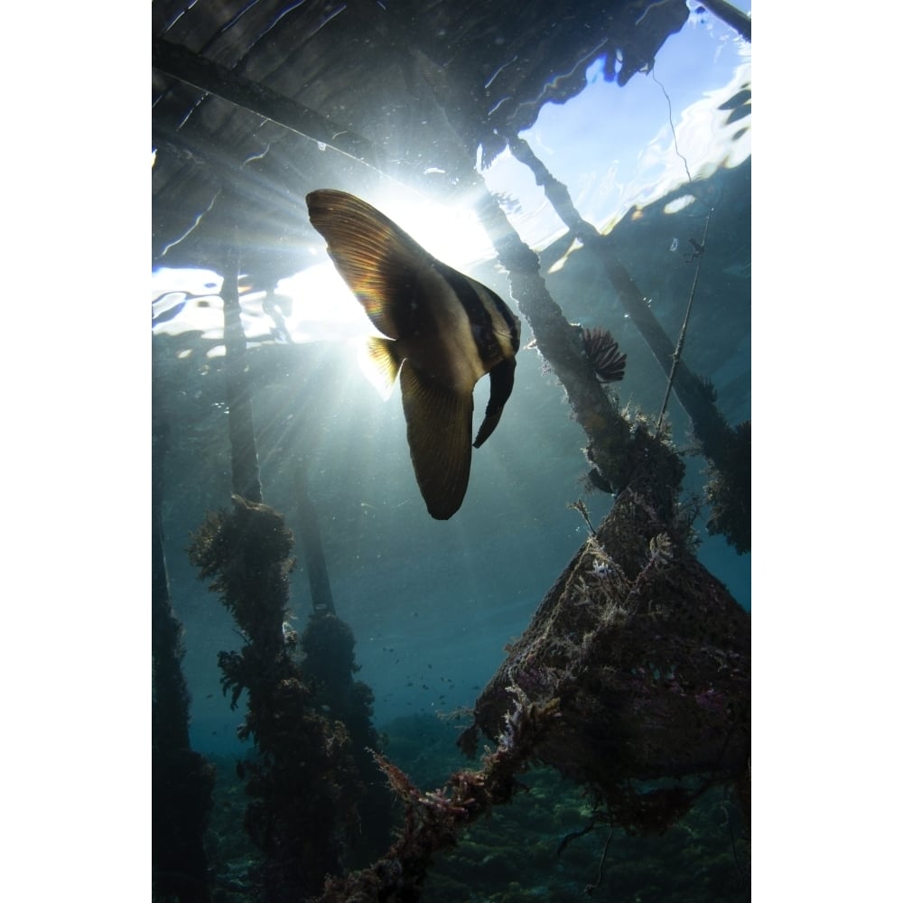 Juvenile longfin batfish Raja Ampat Indonesia. Poster Print by VWPics/Stocktrek Images Image 2