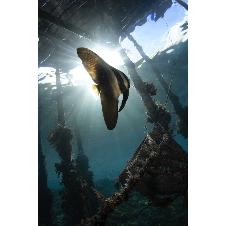 Juvenile longfin batfish Raja Ampat Indonesia. Poster Print by VWPics/Stocktrek Images Image 2