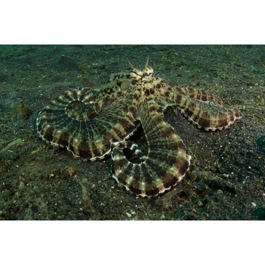 Mimic octopus Lembeh Strait North Sulawesi Indonesia. Poster Print by VWPics/Stocktrek Images Image 1