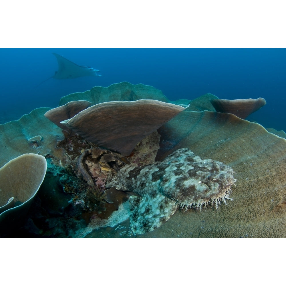 A tassled wobbegong shark sits on the coral as a manta ray passes by. Poster Print by VWPics/Stocktrek Images Image 2