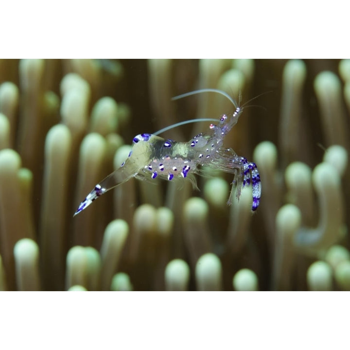 Sarasvati anemone shrimp with eggs Sumbawa Island Indonesia. Poster Print by VWPics/Stocktrek Images Image 1