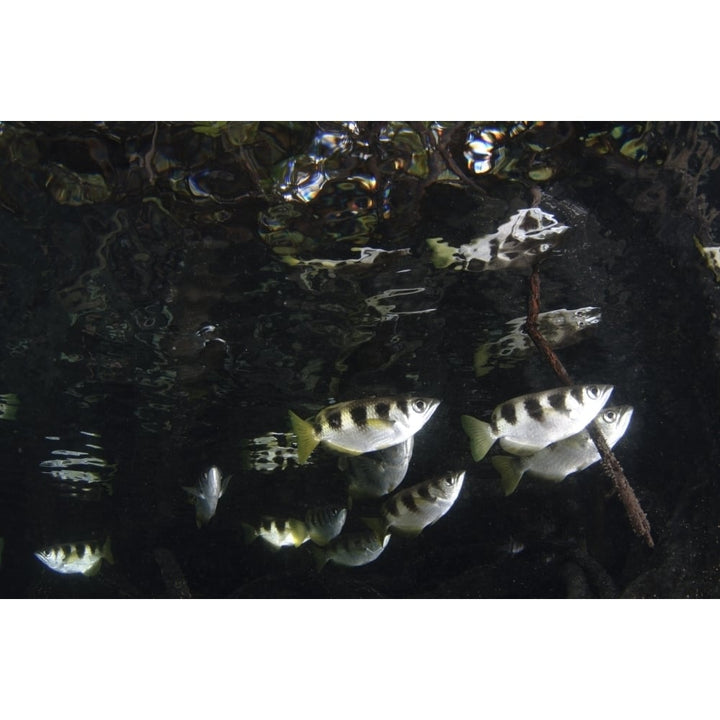 A school of archerfish Raja Ampat Indonesia. Poster Print by VWPics/Stocktrek Images Image 1