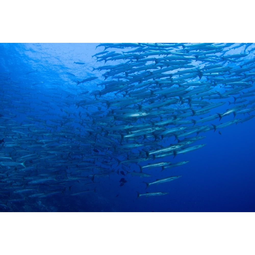 Schooling chevron barracuda. Poster Print by VWPics/Stocktrek Images Image 2