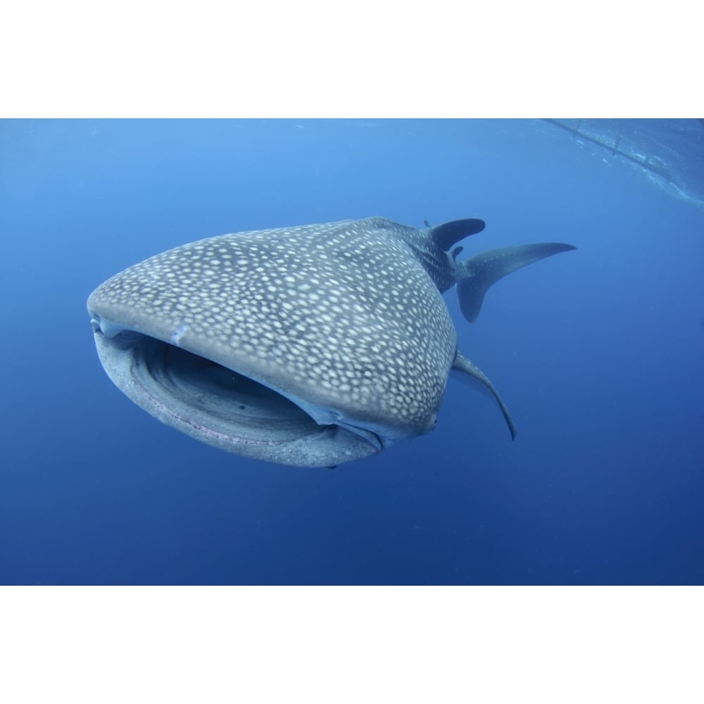 A single whale shark swimming in Cenderawasih Bay Indonesia. Poster Print by VWPics/Stocktrek Images Image 2