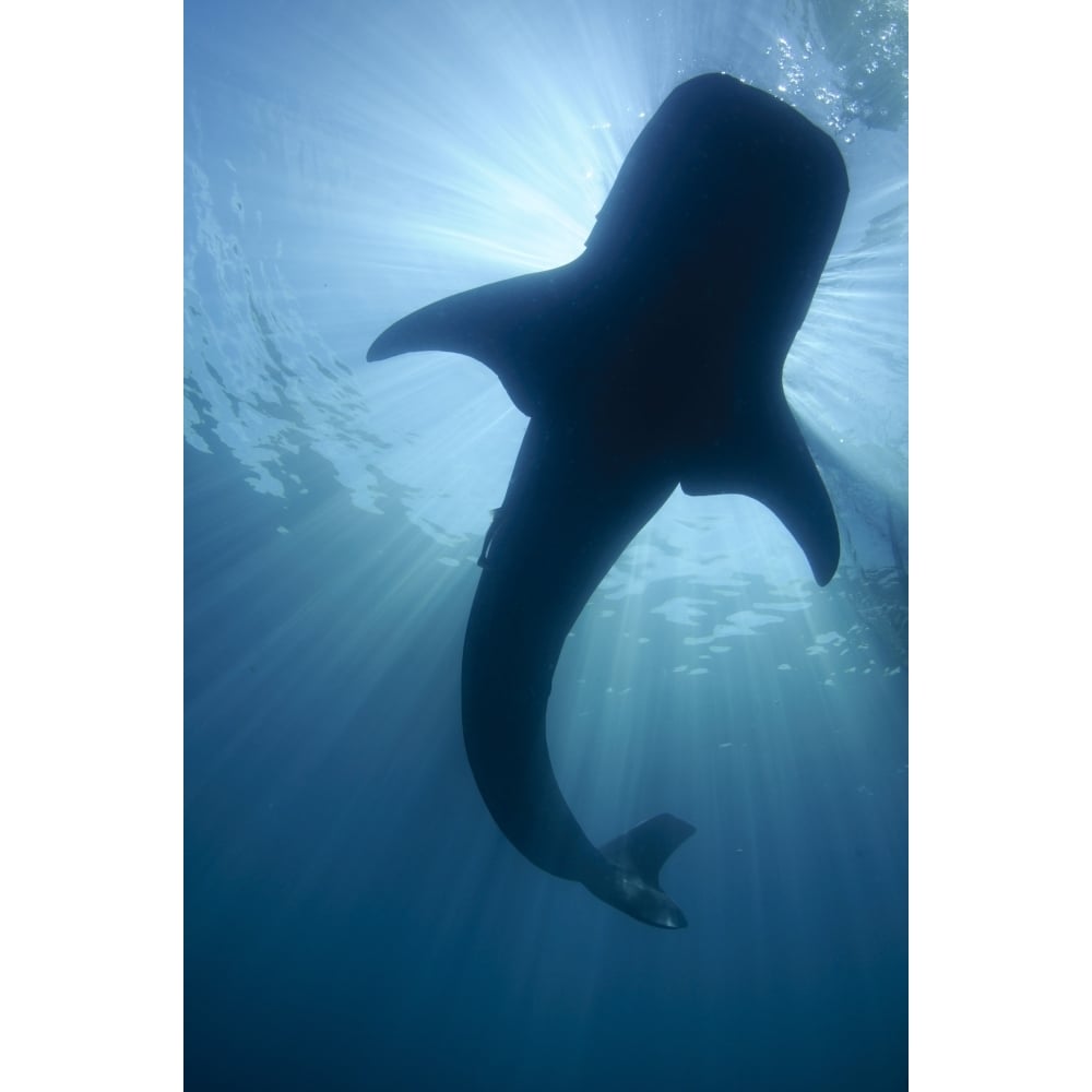 Whale shark silhouette Cenderawasih Bay Indonesia. Poster Print by VWPics/Stocktrek Images Image 1